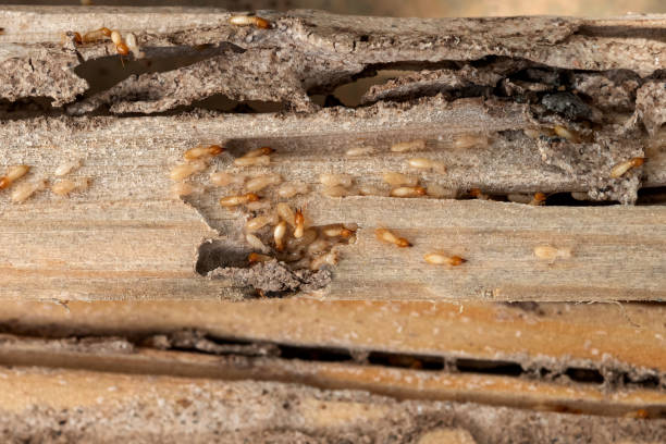 Best Wildlife Control Services  in North Charleston, SC