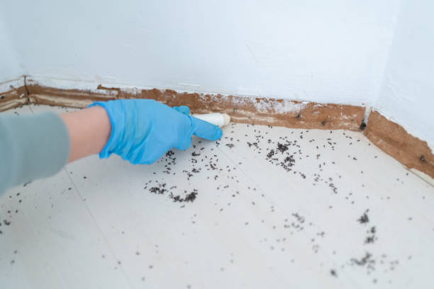 Best Rat Extermination Near Me  in North Charleston, SC